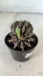 GYMNOCALYCIUM Friedrichii LB 2178 "BICÉFALO" - Nº 375  – vaso 09 - Imagem 6