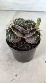 GYMNOCALYCIUM Friedrichii LB 2178 "BICÉFALO" - Nº 375  – vaso 09 - Imagem 8