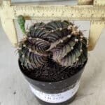 GYMNOCALYCIUM Friedrichii LB 2178 "BICÉFALO" - Nº 375  – vaso 09