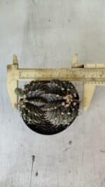 GYMNOCALYCIUM Friedrichii LB 2178 "BICÉFALO" - Nº 375  – vaso 09 - Imagem 5