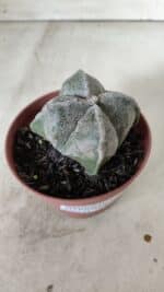 ASTROPHYTUM MYRIOSTIGMA "4 Quinas" Nº 660 – vaso 11 - Imagem 9