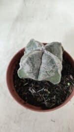 ASTROPHYTUM MYRIOSTIGMA "4 Quinas" Nº 660 – vaso 11 - Imagem 8