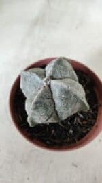 ASTROPHYTUM MYRIOSTIGMA "4 Quinas" Nº 660 – vaso 11 - Imagem 7
