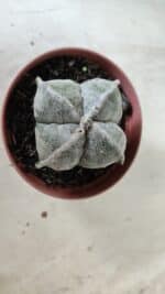 ASTROPHYTUM MYRIOSTIGMA "4 Quinas" Nº 660 – vaso 11 - Imagem 3