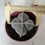 ASTROPHYTUM MYRIOSTIGMA "4 Quinas" Nº 660 – vaso 11