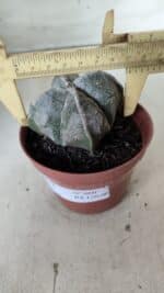ASTROPHYTUM MYRIOSTIGMA "4 Quinas" Nº 660 – vaso 11 - Imagem 6