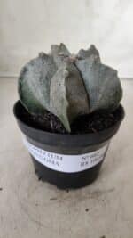 ASTROPHYTUM MYRIOSTIGMA Nº 662 – vaso 11 - Imagem 2