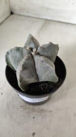 ASTROPHYTUM MYRIOSTIGMA Nº 662 – vaso 11 - Imagem 8