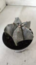 ASTROPHYTUM MYRIOSTIGMA Nº 662 – vaso 11 - Imagem 7