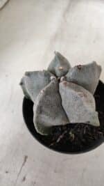 ASTROPHYTUM MYRIOSTIGMA Nº 662 – vaso 11 - Imagem 5