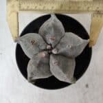 ASTROPHYTUM MYRIOSTIGMA Nº 662 – vaso 11