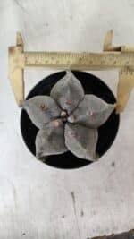 ASTROPHYTUM MYRIOSTIGMA Nº 662 – vaso 11