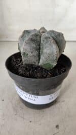 ASTROPHYTUM MYRIOSTIGMA Nº 663 – vaso 11 - Imagem 2