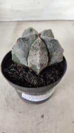 ASTROPHYTUM MYRIOSTIGMA Nº 663 – vaso 11 - Imagem 10