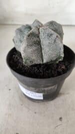 ASTROPHYTUM MYRIOSTIGMA Nº 663 – vaso 11 - Imagem 9