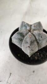 ASTROPHYTUM MYRIOSTIGMA Nº 663 – vaso 11 - Imagem 8