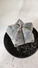 ASTROPHYTUM MYRIOSTIGMA Nº 663 – vaso 11 - Imagem 7