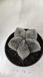 ASTROPHYTUM MYRIOSTIGMA Nº 663 – vaso 11 - Imagem 6