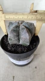 ASTROPHYTUM MYRIOSTIGMA Nº 663 – vaso 11 - Imagem 4