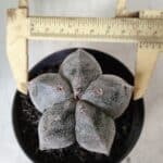 ASTROPHYTUM MYRIOSTIGMA Nº 663 – vaso 11