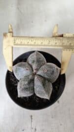 ASTROPHYTUM MYRIOSTIGMA Nº 663 – vaso 11