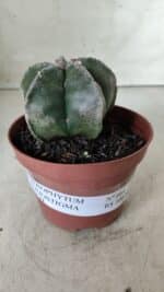 ASTROPHYTUM MYRIOSTIGMA Nº 664 – vaso 11 - Imagem 2