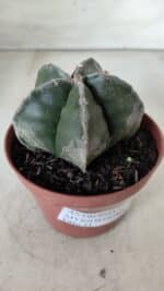 ASTROPHYTUM MYRIOSTIGMA Nº 664 – vaso 11 - Imagem 9