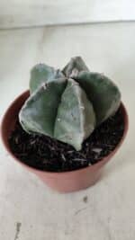 ASTROPHYTUM MYRIOSTIGMA Nº 664 – vaso 11 - Imagem 8