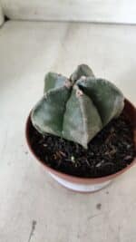 ASTROPHYTUM MYRIOSTIGMA Nº 664 – vaso 11 - Imagem 6