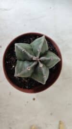 ASTROPHYTUM MYRIOSTIGMA Nº 664 – vaso 11 - Imagem 3