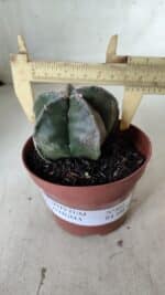 ASTROPHYTUM MYRIOSTIGMA Nº 664 – vaso 11 - Imagem 4