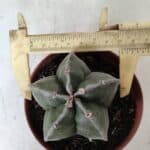 ASTROPHYTUM MYRIOSTIGMA Nº 664 – vaso 11
