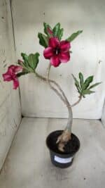 Planta Simples 2535 – 35cm – 03 anos - Imagem 2