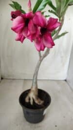 Planta Simples 2535 – 35cm – 03 anos - Imagem 6