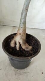 Planta Simples 2535 – 35cm – 03 anos - Imagem 5