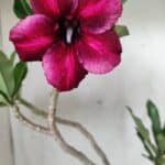 Planta Simples 2535 – 35cm – 03 anos