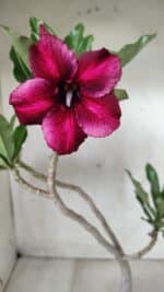 Planta Simples 2535 – 35cm – 03 anos