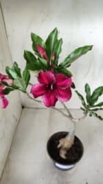 Planta Simples 2535 – 35cm – 03 anos - Imagem 4