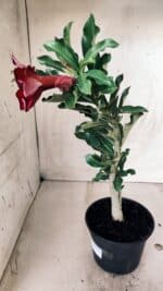 Planta Simples 2559 – 30cm – 02 anos - Imagem 6