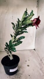 Planta Simples 2559 – 30cm – 02 anos - Imagem 5