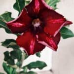 Planta Simples 2559 – 30cm – 02 anos