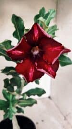 Planta Simples 2559 – 30cm – 02 anos