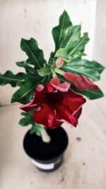 Planta Simples 2559 – 30cm – 02 anos - Imagem 4