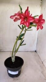 Planta Simples 2566 – 30cm – 02 anos - Imagem 2