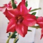 Planta Simples 2566 – 30cm – 02 anos