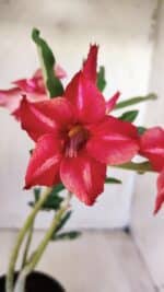 Planta Simples 2566 – 30cm – 02 anos