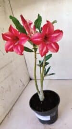 Planta Simples 2566 – 30cm – 02 anos - Imagem 4