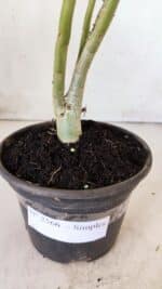 Planta Simples 2566 – 30cm – 02 anos - Imagem 6