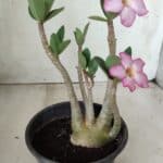 Planta ARABICUM 160 – 30cm - Vaso 15