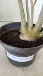 Planta ARABICUM 160 – 30cm - Vaso 15 - Imagem 7